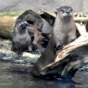 Extensive renovations at the Roanoke Island Aquarium have left the otter exhibit alone.