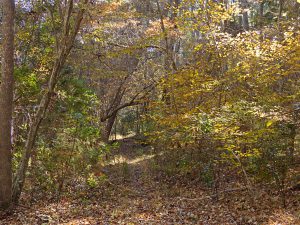 Nags Head Woods in the fall.