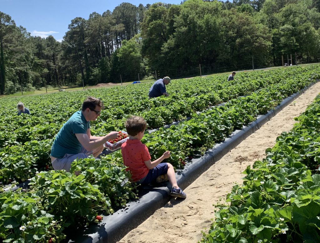 Picking fresh strawberries at the Malco's strawberry patch just north of the Wright Memorial Bridge.