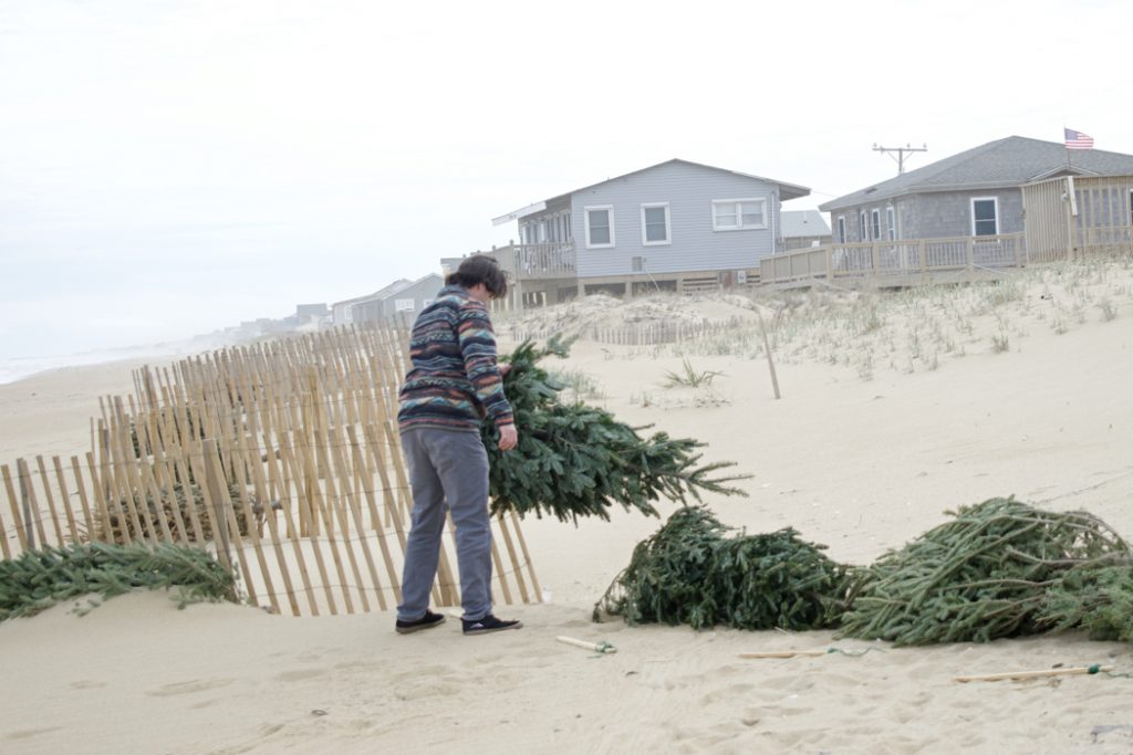 Placing Christmas trees in Kitty Hawk. A surprising amount of muscle is needed to do it right.