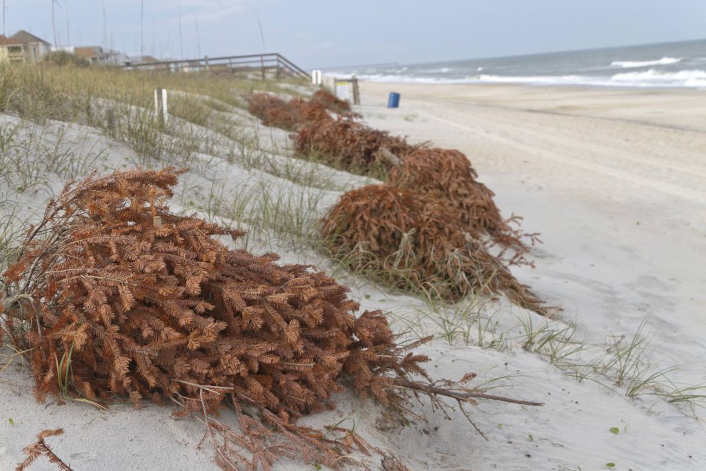 Recycled Christmas trees strategically placed on the beach to help fight erosion and ensure the dunes stay healthy in the Outer Banks NC.