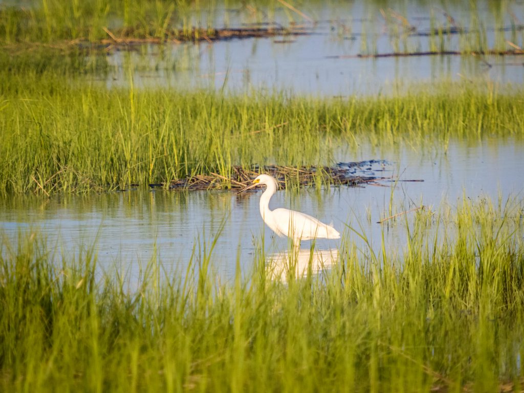 White heron standing in the grass, water, at a reserve