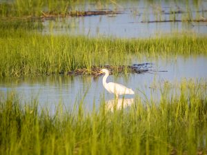 A bird wading in the water of the Currituck Banks National Estuarine Reserve