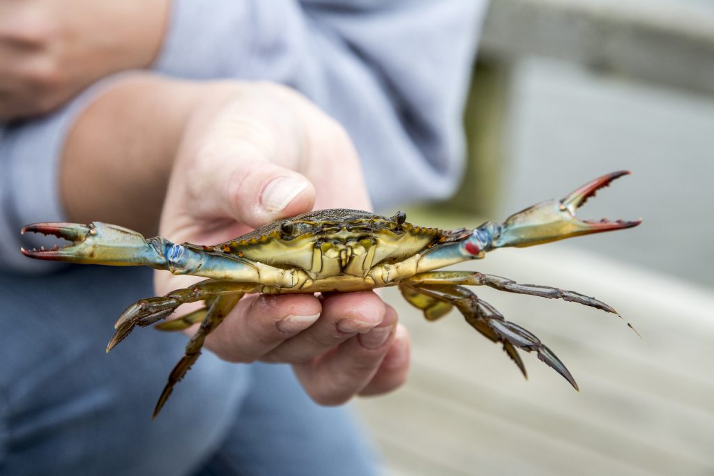 Blue crab pulled from the sound of Corolla, N.C.