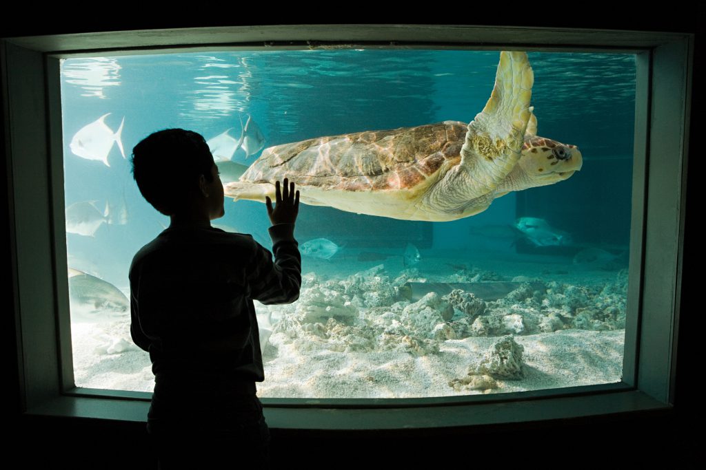 Young boy looking at a sea turtle at the aquarium