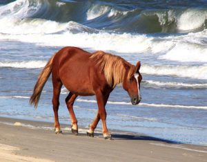 A brown horse walking on the sandy beach while waves crash into the shore in the Outer Banks