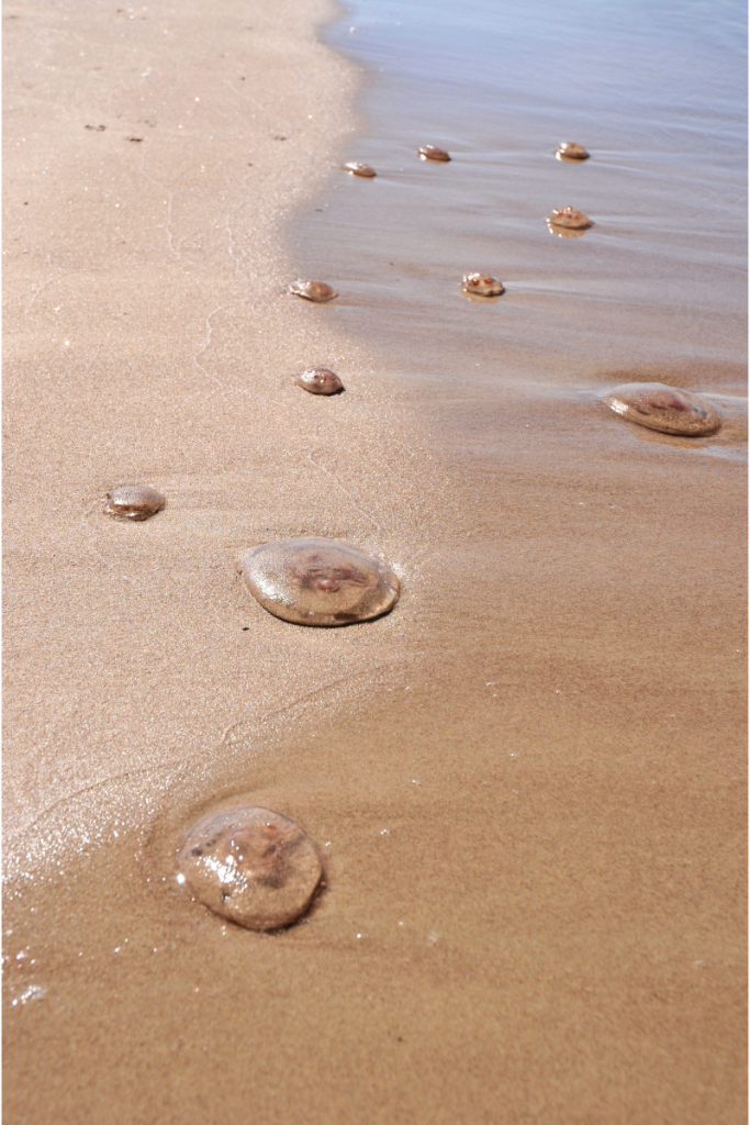 Moon jellyfish washed ashore on a beach of the OBX. Watch where you step!