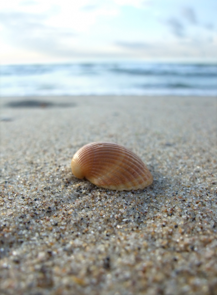 A Scotch Bonnet seashell on the outer banks