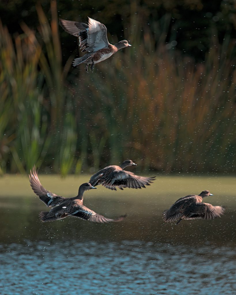 A flock of American Wigeons on the Outer Banks taking off into the air.