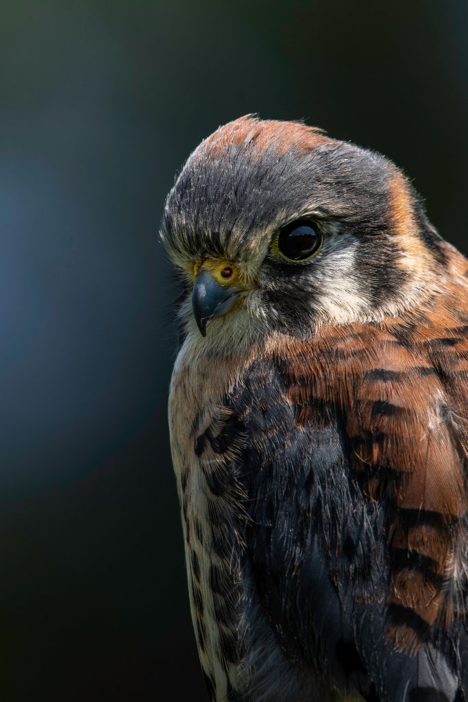 An American Kestrel peering down inquisitively