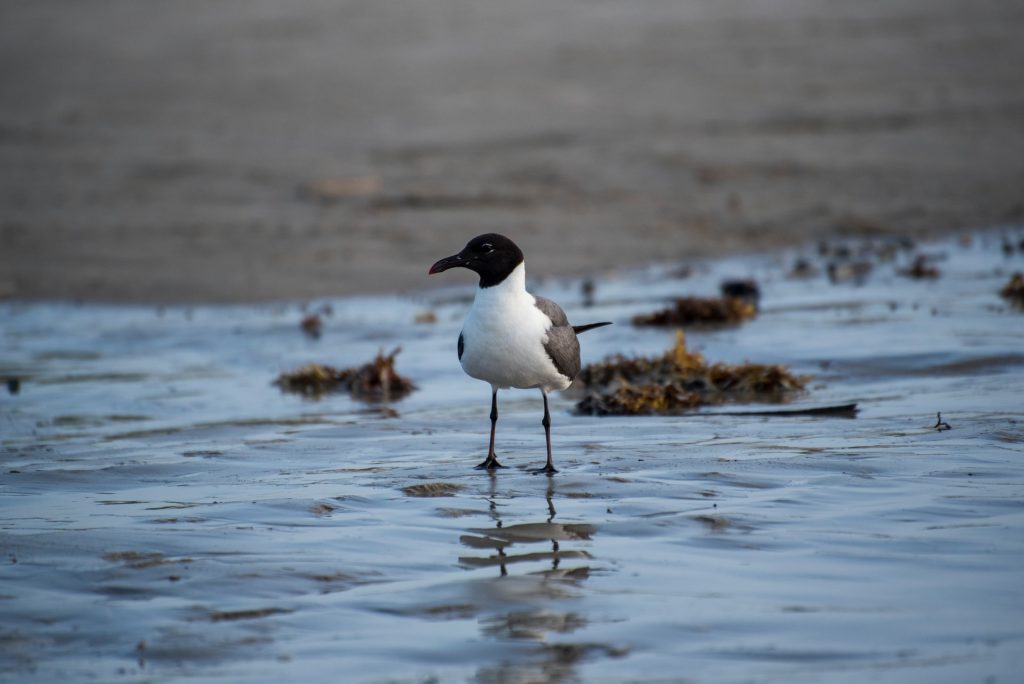 A Laughing Gull prowling the shoreline of the Outer Banks.