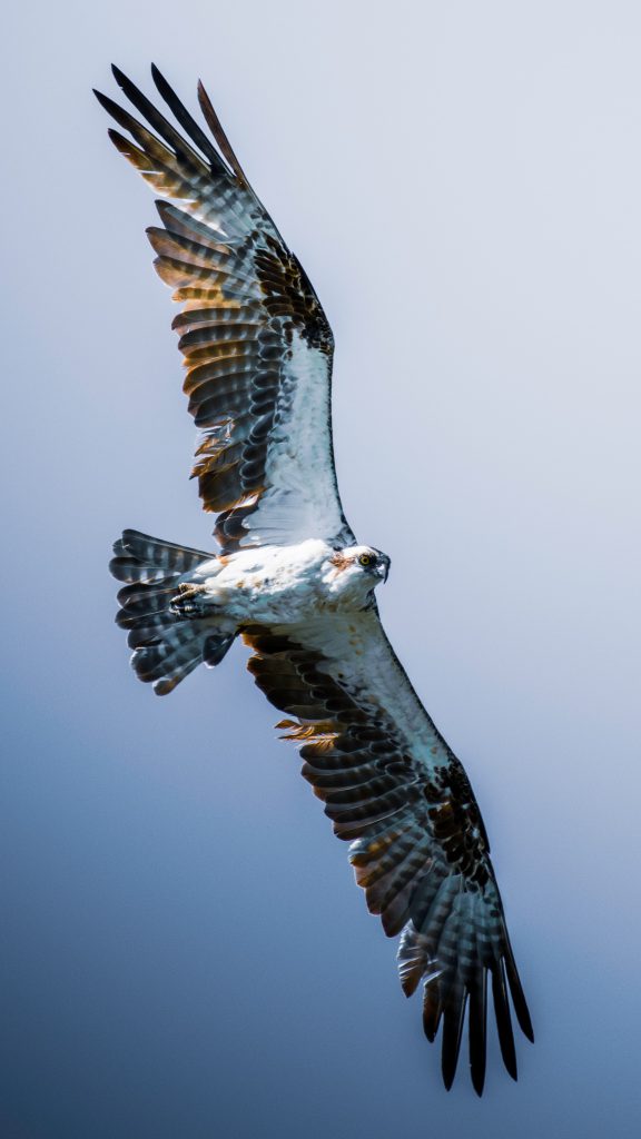 A beautiful Osprey in flight over the Outer Banks.