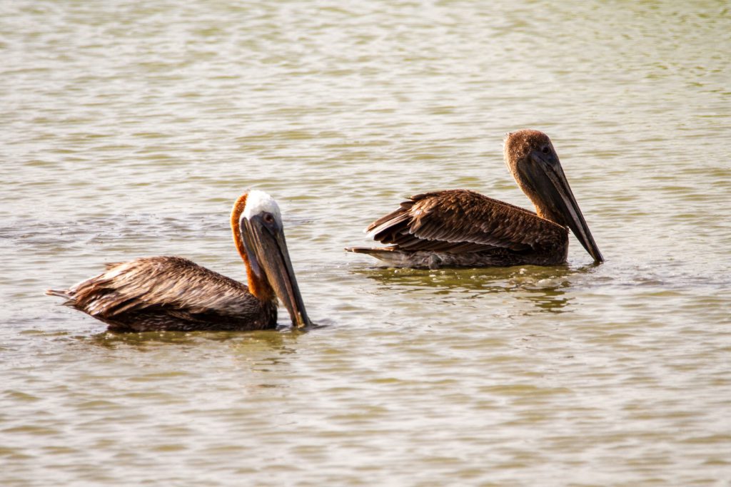 A pair of Brown Pelicans floating in the waters of the Outer Banks.