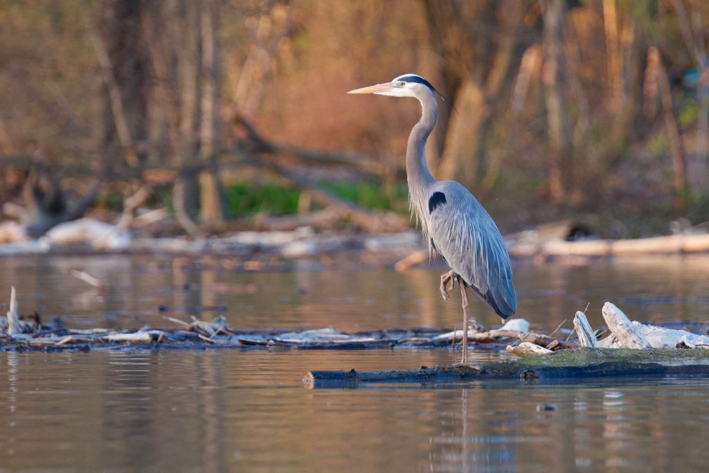 A Great Blue Heron, standing majestically as it watches its surroundings.