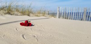 A bouquet of roses on the beach in the Outer Banks for Valentine's Day