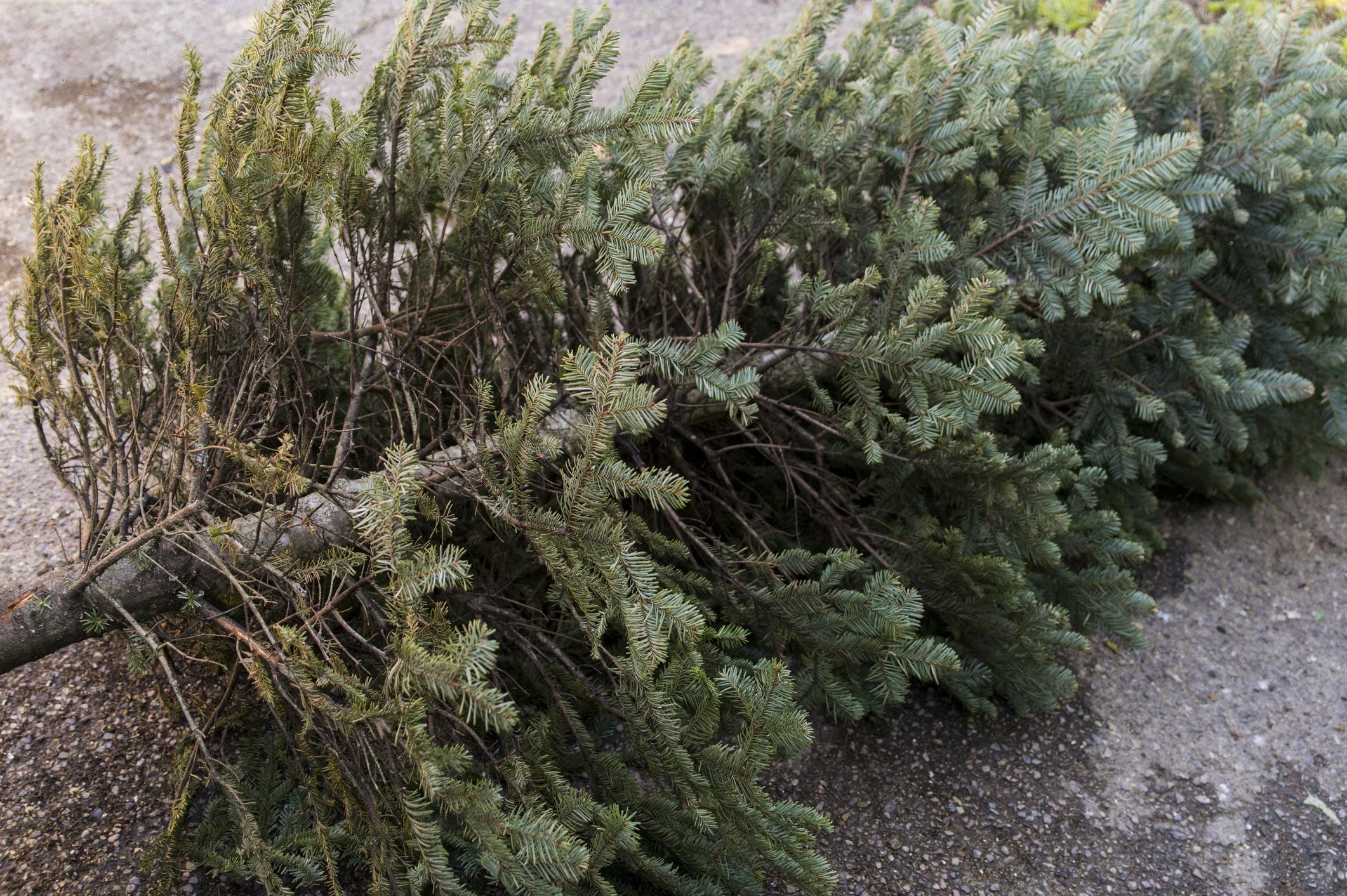 Discarded Christmas Tree Recycling Information Outer Banks - 2022