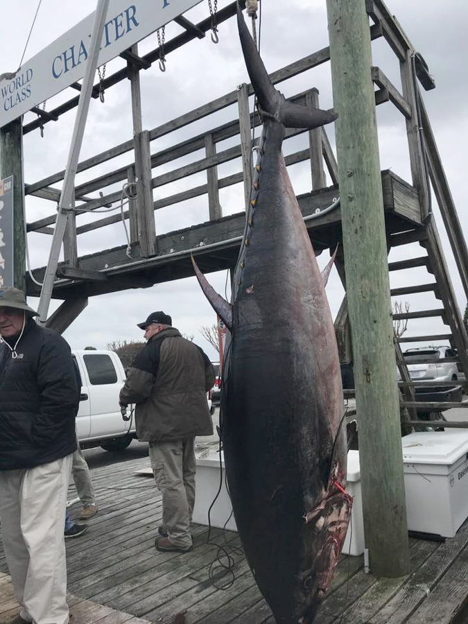 New State Record for Bluefin Tuna