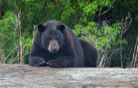 A black bear resting at Alligator River National Wildlife Refuge.