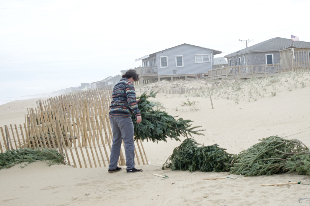 3000 Christmas Trees Help Stabilize Outer Banks Dunes