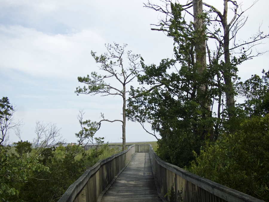 Currituck Banks Reserve-A Different Side to the Outer Banks