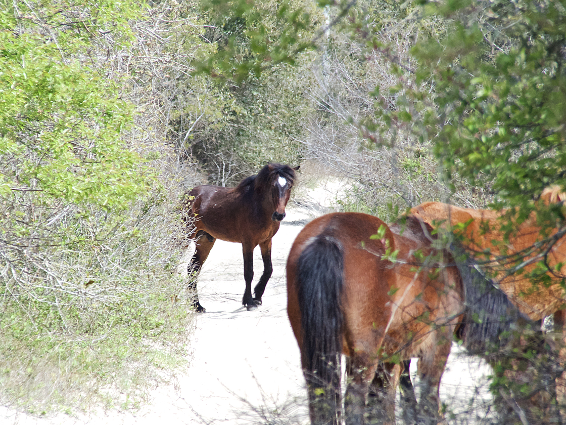 Corolla-Wild Horses Outsmart Fence Looking for Greener Pastures