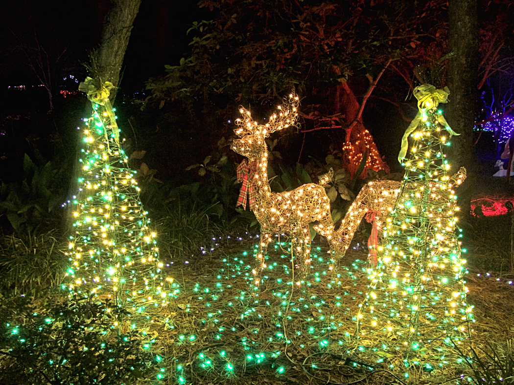 Winter Lights at Elizabethan Gardens - Christmas on the Outer Banks