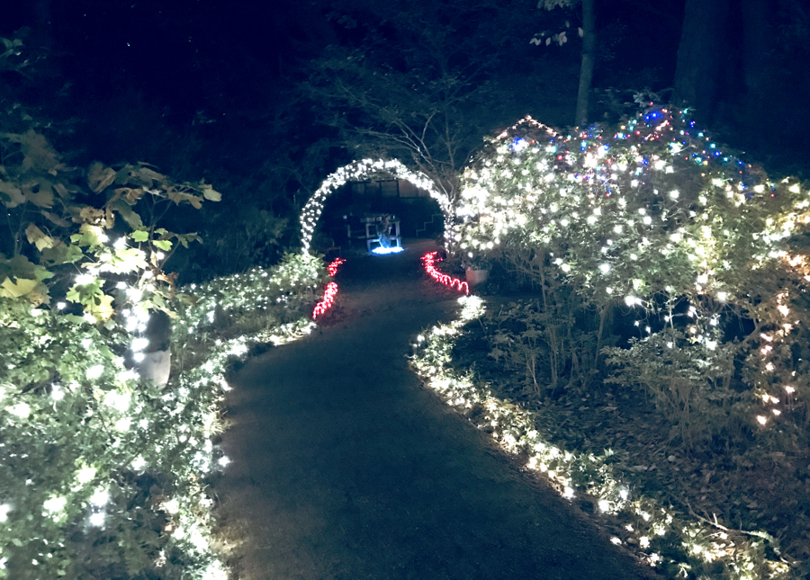 One of the many illuminated paths during Winter Lights at the Elizabethan Gardens.