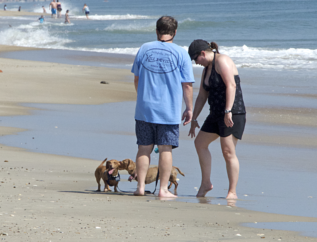 Dog Friendly Rules for Enjoying OBX Beaches