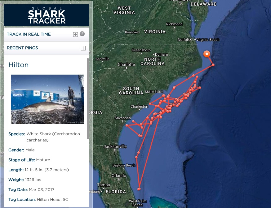 Hilton the Shark Heads North from Outer Banks