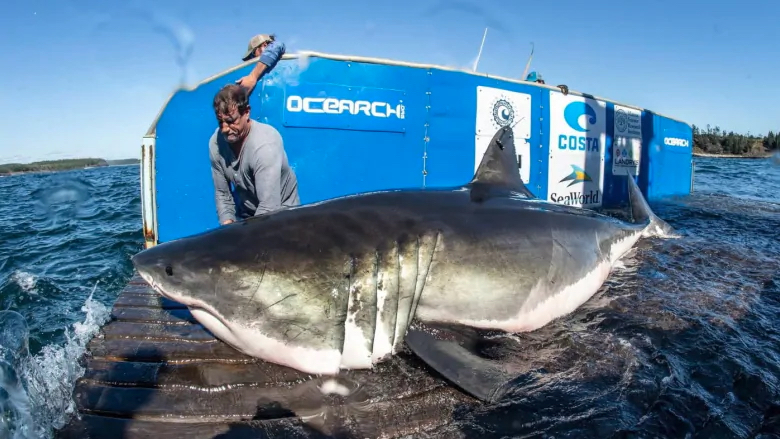 Hal, a 12'6" great white shark named after the people of Halifax, Nova Scotia is tagged by an OCEARCH scientist. Hal recently pinged off the Outer Banks coast.