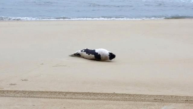 Seal on the beach in Nags Head.