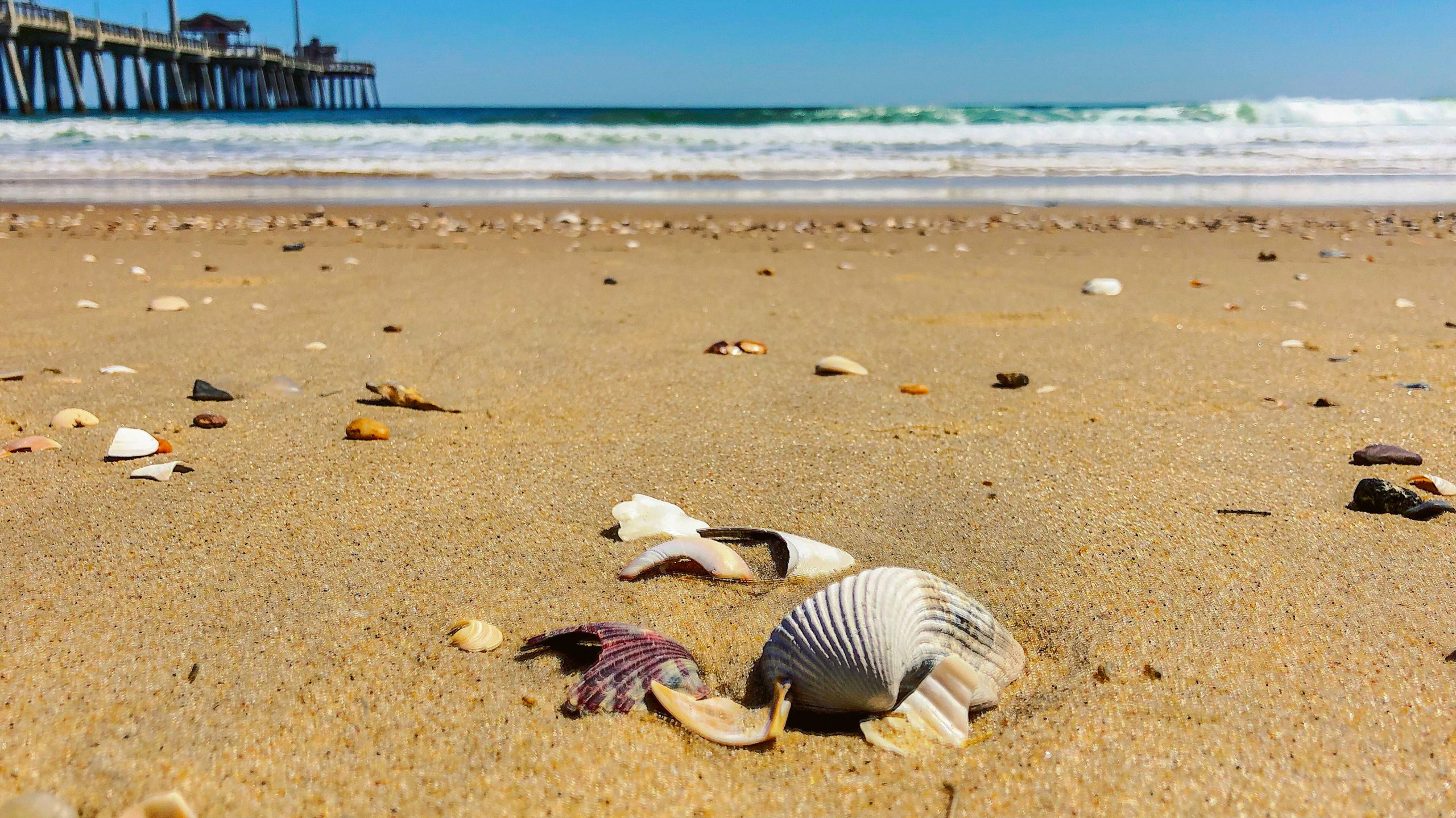Shell Hunting On Your Next Outer Banks Vacation