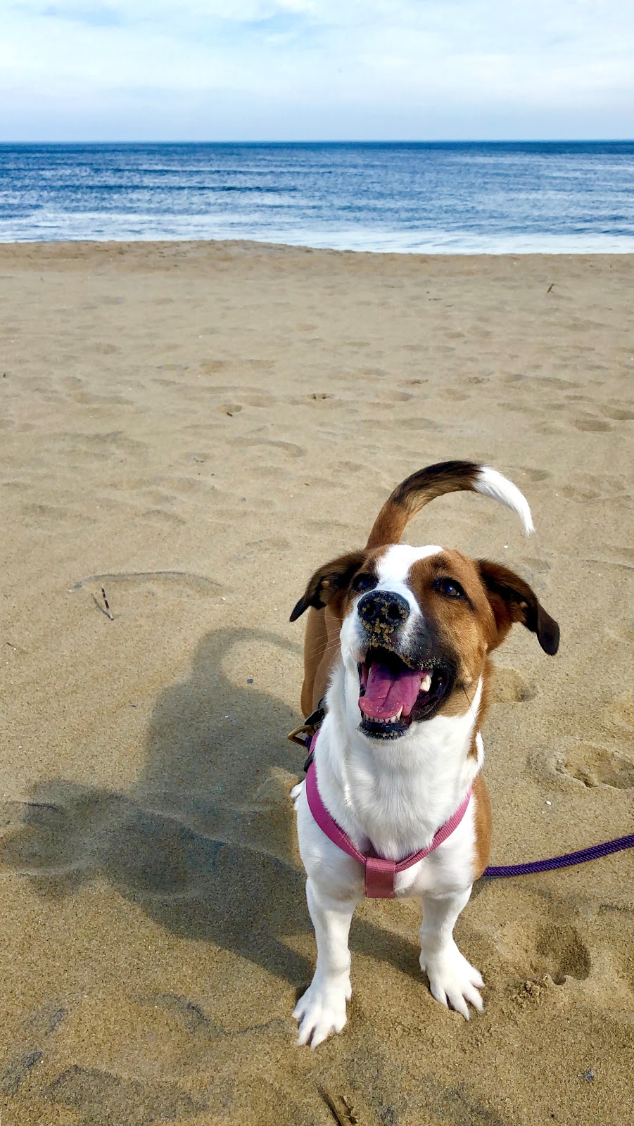 Vacationing On The Outer Banks With Your Dog