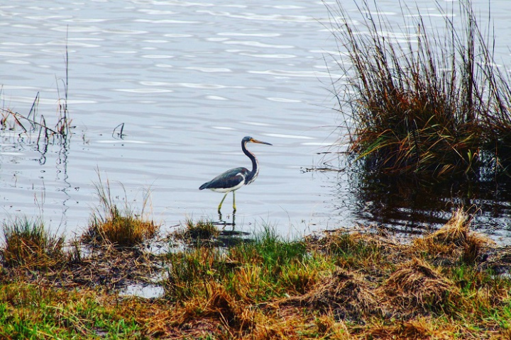 Guide to Birdwatching on the Outer Banks