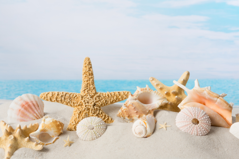Super Z Outlet Sea Shells Mixed Beach Seashells - Various Sizes up to 2  Shells -Bag of Approx. 50 Seashells