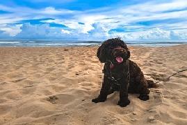 fluffy dog on the beach