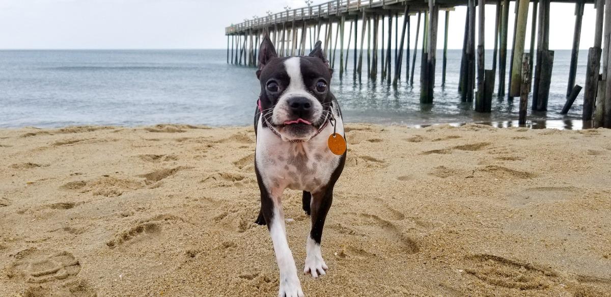 dog on the beach by pier
