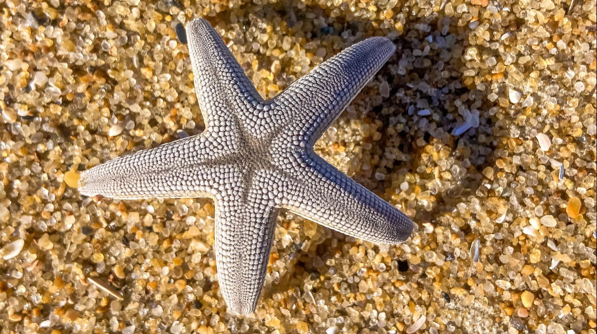 A starfish laying in the sand on the Outer Banks.