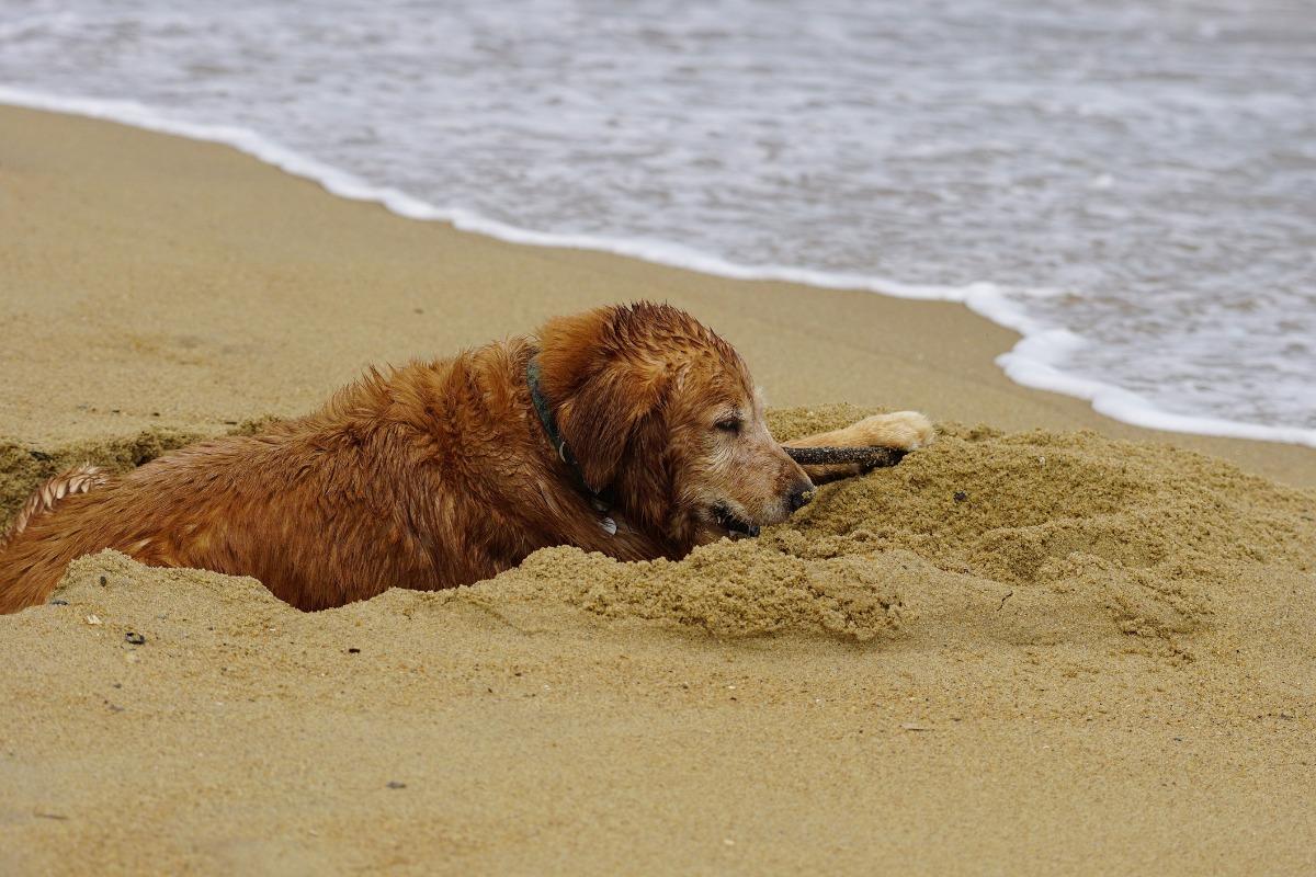 Golden retriever relaxing in the sand by the ocean, showcasing why families love booking Outer Banks pet friendly rentals for beach vacations.